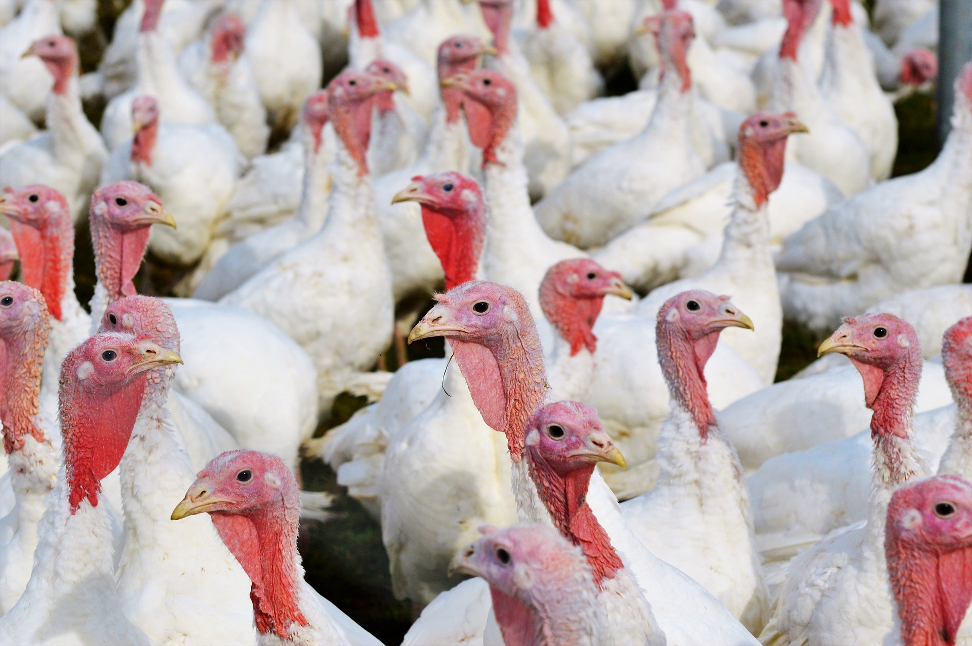 Custom Processing - CIPP | #1 Poultry Processing