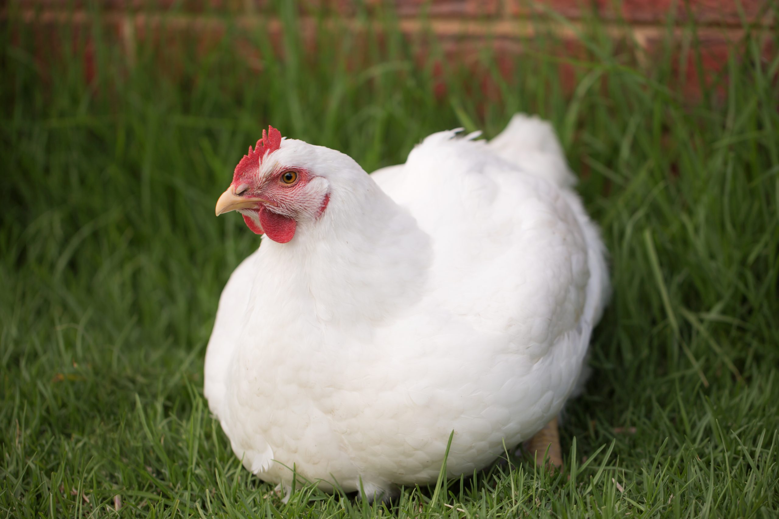 White chicken with red comb standing in grass.